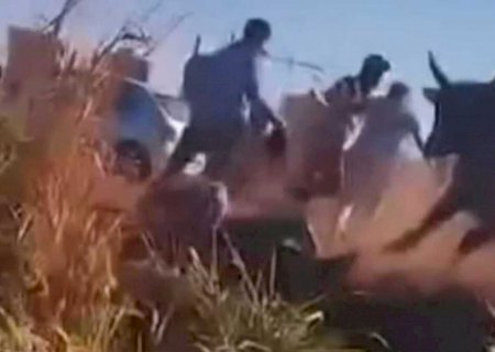 'Corre que o corno tá bravo': boi ataca grupo após caminhão boiadeiro tombar em Sidrolândia