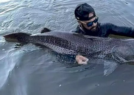 Vídeo - Pescador mergulha e trava luta de 40 minutos com pintado de 1,61 metro