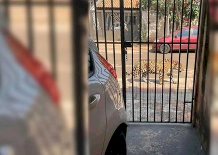 Até agora nada! Policiais seguem procurando por onça-pintada