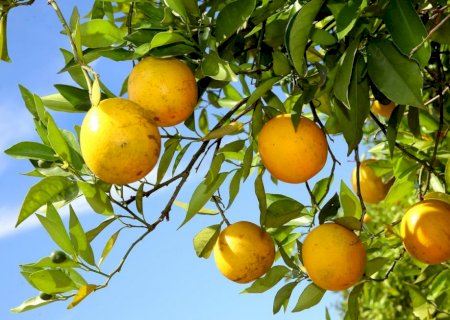 Produção de laranja abastece merenda escolar e garante refeição nutritiva