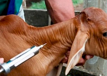 Iagro inicia segunda fase da Campanha de Declaração de Rebanho neste sábado