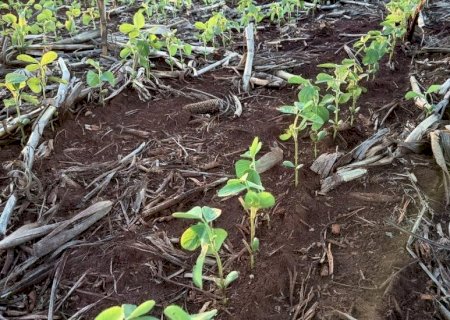 Com 30,9% da área plantada, safra de soja avança sob influência do La Niña