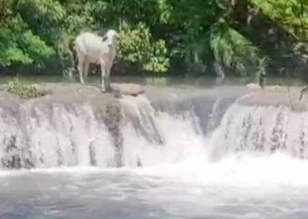 VÍDEO: boi dá ‘tchibum’ em cachoeira de rio cristalino de MS