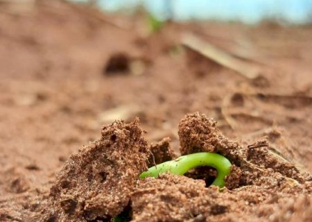 Chuvas regulares aceleram plantio de soja no Estado entre outubro e novembro