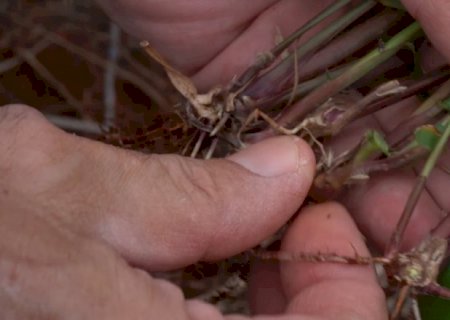 Conheça cinco plantas daninhas que provocam prejuízos milionários na soja no Brasil