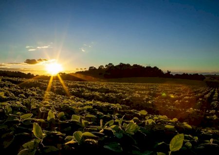 Novo seguro rural premia produtores de soja que adotam manejo sustentável