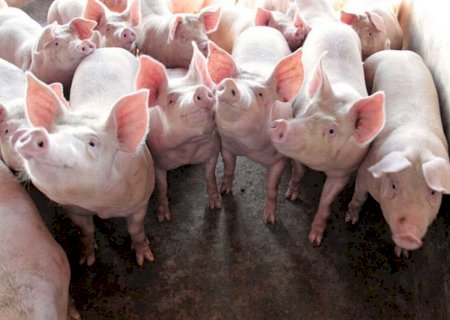 MS aprova R$ 35 milhões para investimentos na suinocultura no Estado
