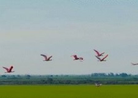 Bando de aves rosadas colore o c&eacute;u no Pantanal sul-mato-grossense