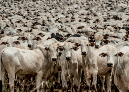 Indicador do Boi Gordo Datagro: São Paulo fecha com a maior cotação do dia