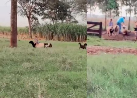 Menina viraliza e ganha comentário especial de Ana Castela ao apartar ovelhas em MS (vídeo)