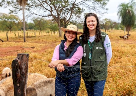Vídeo - Produtora de Terenos aposta na ovinocultura e faz da atividade a principal fonte de renda