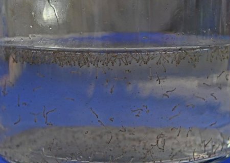 Mato Grosso do Sul registra 8.319 casos confirmados de dengue