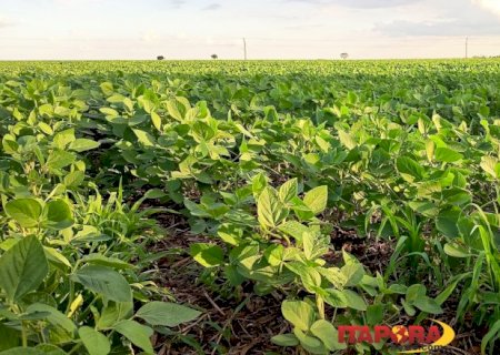 Reta final da soja: Mato Grosso do Sul chega a 95% do plantio