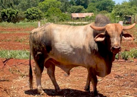 Caso do touro Halloween, da Cia de Rodeio de Montese (Itaporã), gera comoção nas redes