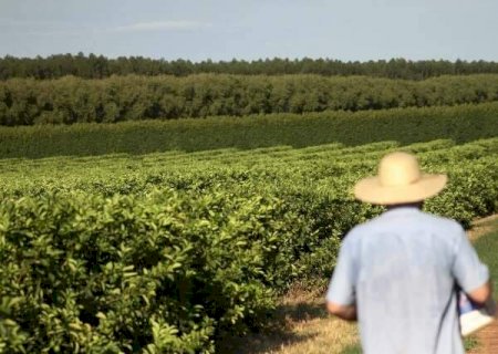 Gr&atilde;os, laranja e celulose impulsionam crescimento de 18% do agro em MS em 2025