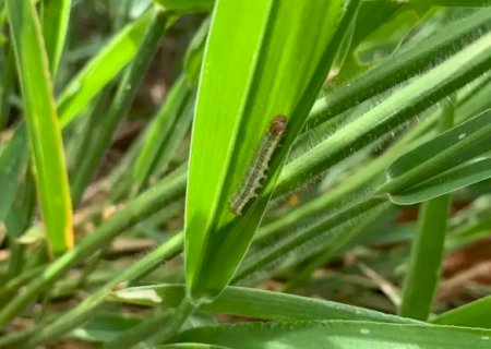 Lagarta devasta pastagens e vira dor de cabe&ccedil;a para produtores no Pantanal