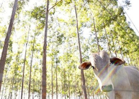 MS se consolida como referência na agropecuária sustentável