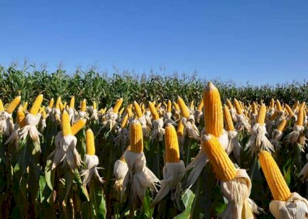 Cr&eacute;dito bilion&aacute;rio do Governo Federal refor&ccedil;a f&ocirc;lego do agro na safra 2025-2026
