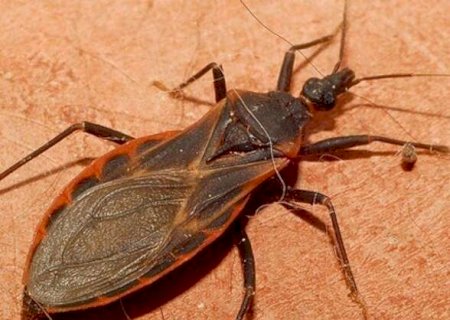 Monitoramento identifica vetores de Chagas e leishmaniose em cidades de MS