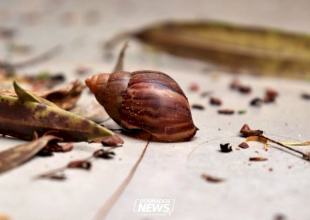 Dias quentes e úmidos favorecem infestação de caramujos
