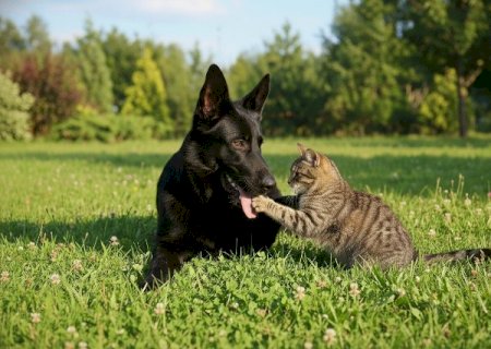 Pets vivem mais quando o tutor para de errar no b&aacute;sico