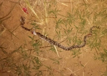 Jardim : Caminhoneiro relata momento de desespero ap&oacute;s ser picado por serpente no Pantanal