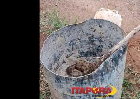 Veja vídeo: Jiboia de quase 1,5 metro é resgatada pela Defesa Civil em Itaporã