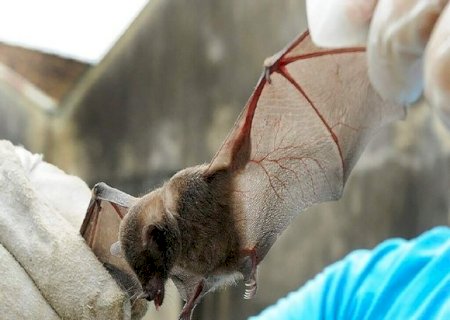 Campo Grande confirma 1&ordm; caso de morcego com raiva em 2026