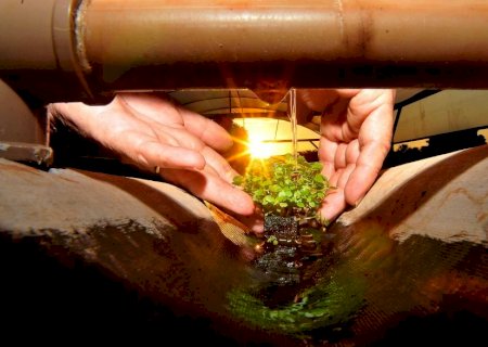 Produtores do MS utilizam técnicas sustentáveis para preservar a água das propriedades