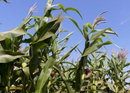 Itaporã: Chuva chega nesta segunda-feira e traz alívio para parte dos agricultores