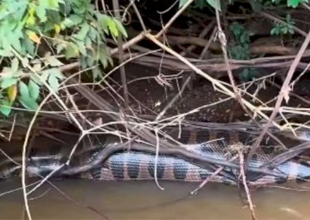 Sucuri gigante é flagrada ‘sesteando’ às margens do rio Dourados