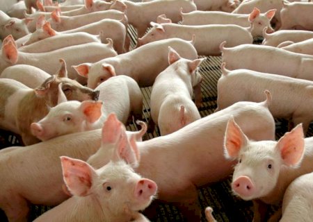 ABPA: Produção de carne suína supera 5,5 milhões de toneladas no ano