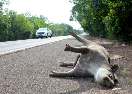 Em 13 anos, acidentes com antas provocaram 48 mortes em rodovias de MS
