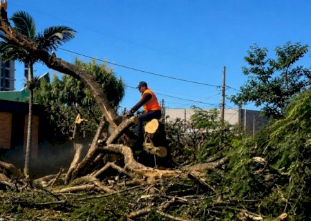 Prefeitura atua com rapidez após fortes chuvas e realiza remoção de árvores