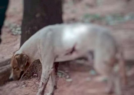 Idoso de 87 anos &eacute; preso depois de balear c&atilde;o e tem arma apreendida