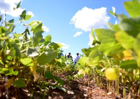 Senar MS lança novos cursos de manejo integrado para fortalecer a produção rural