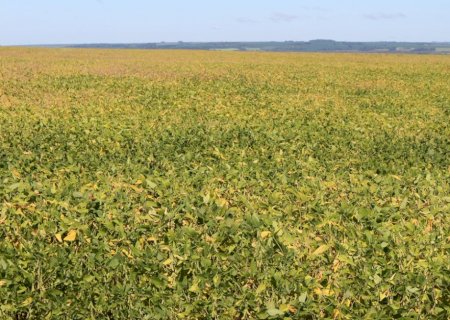 Área de soja pode perder ritmo em 2026/27