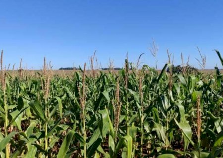 Regi&atilde;o Norte lidera qualidade das lavouras de milho em Mato Grosso do Sul