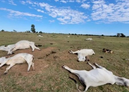 Mais de 80 cabeças de gado morrem após onda de frio em MS