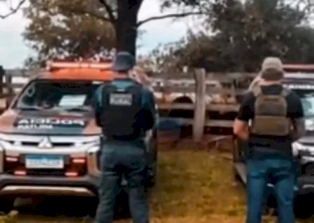 Maracaju - Polícia recupera 64 cabeças de gado furtadas e prejuízo passa de R$ 130 mil