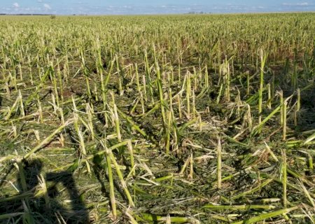 Produtores de Deodápolis e Culturama tiveram perda total em lavouras com frio e granizo