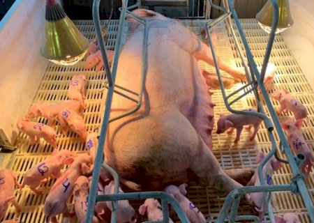 Itaporã - Porca surpreende com 33 leitões em parto inédito
