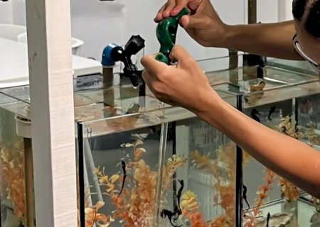 Projeto abre espaço para público conhecer habitat dos cavalos marinhos