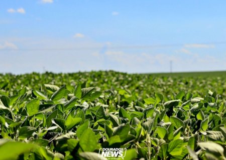 Produtores de soja devem se antecipar para garantir subvenção maior no seguro rural