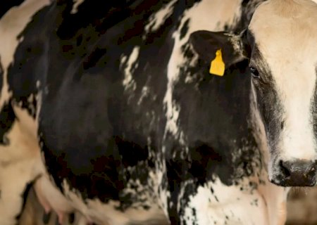 Manifestantes protestam na Paulista contra exportação de animais vivos
