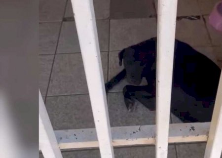 Família se muda e abandona cachorros na casa: 'sobrevivem com a ajuda de vizinhos'