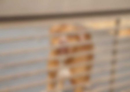 Pitbull escapa de residência e ataca cachorro em Naviraí
