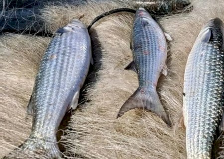 Pesca de tainha na modalidade arrasto de praia está suspensa