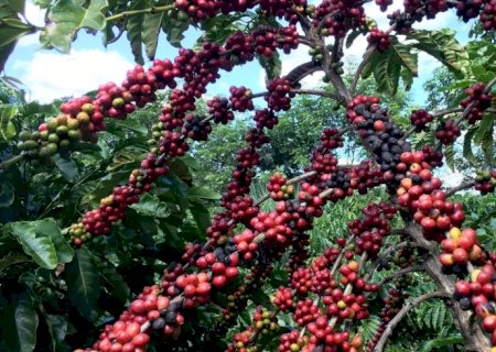 Exigências regulatórias da UE podem embarreirar pequenos cafeicultores