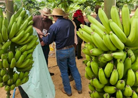Tecnofam: o professor que plantou banana para dar errado e virou vitrine da agricultura familiar